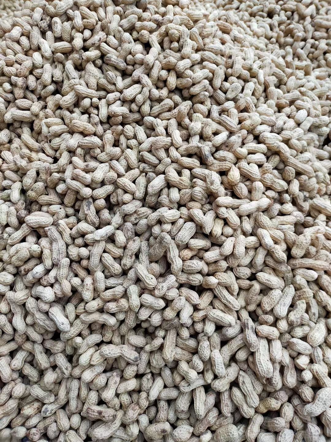 花生特产梅州蕉岭煮花生日晒干农家水煮花生花花生