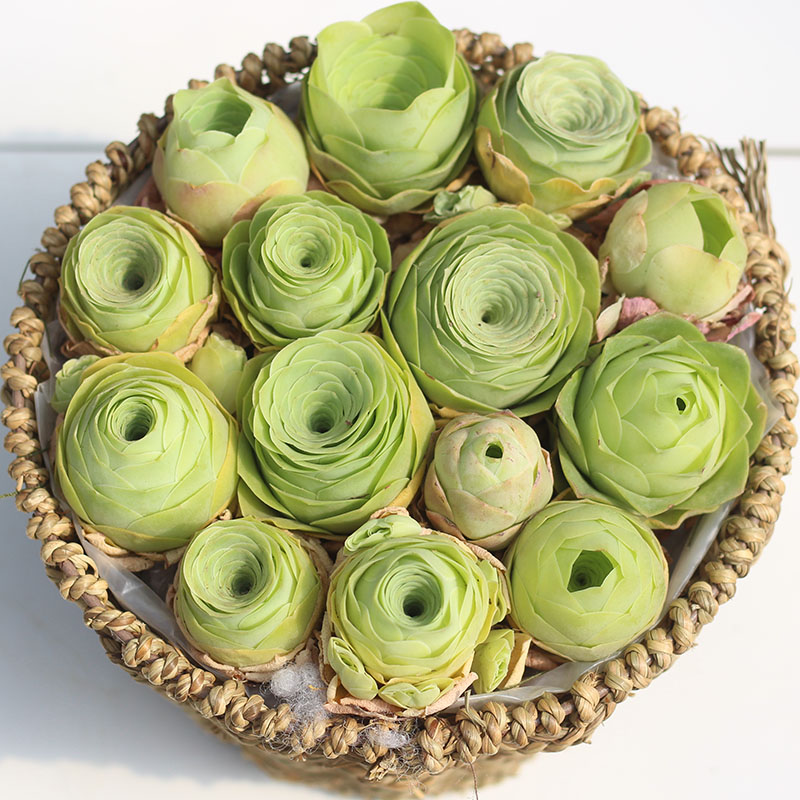 酒杯山地玫瑰多肉老桩组合黄金鸡蛋翡翠系列多肉植物