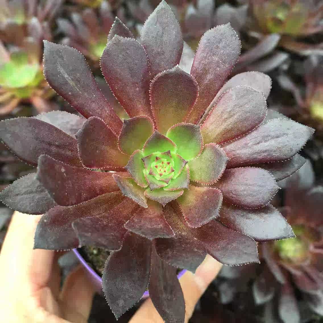 黑铜壶法师玫瑰法师万圣节捧花法师锦绿心红心多肉植物一凡多肉