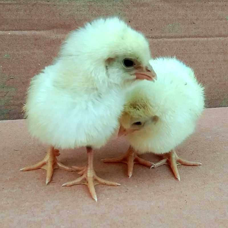 鸡苗20只活体包邮白羽白鸡苗小鸡公鸡鸡仔鸡雏动物种苗