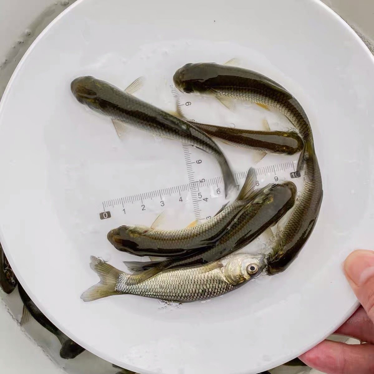 鱼苗草鱼淡水活体小鱼鱼好养殖食用冷水观赏鱼鱼