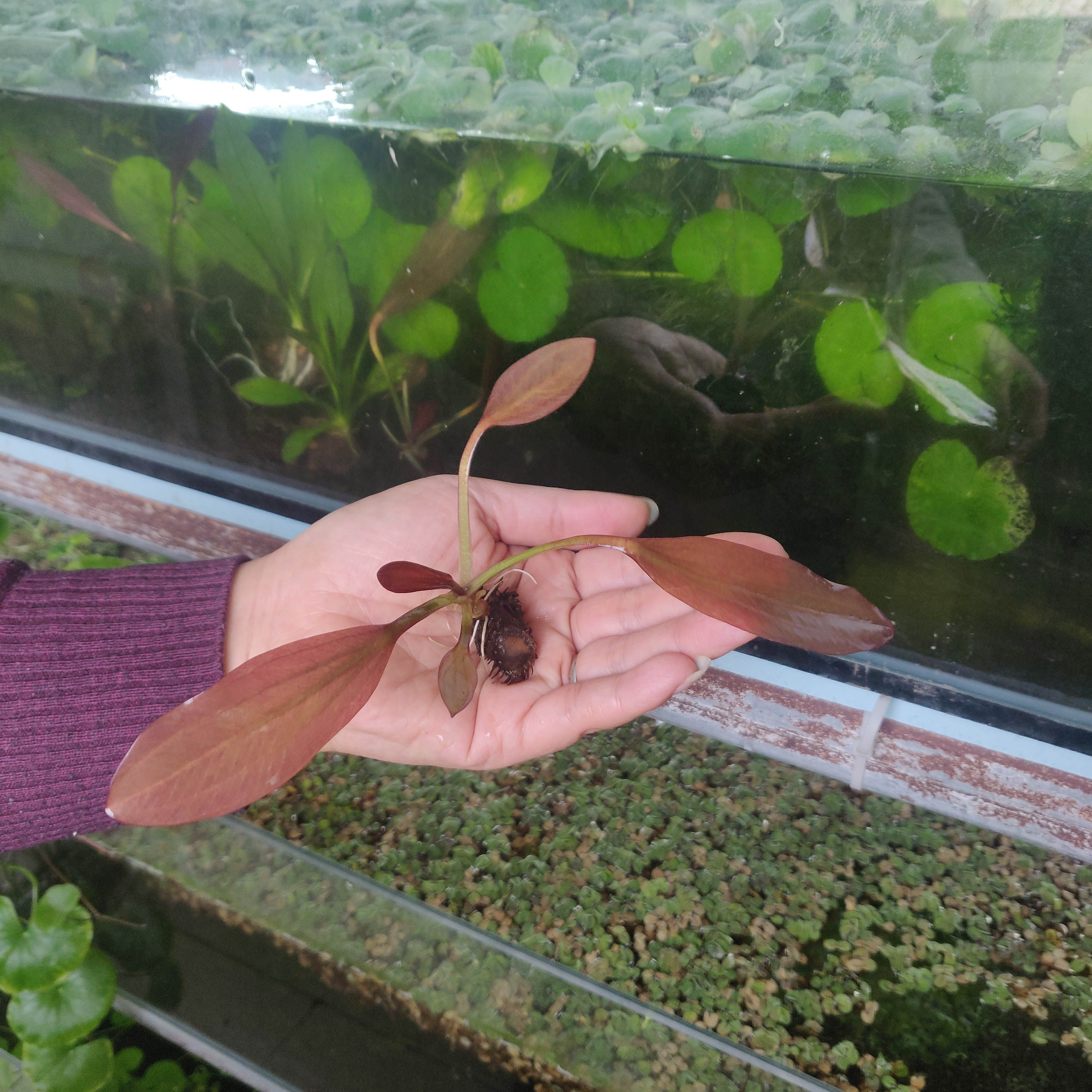 优质绿青旦红淡水龙蛇龙舌兰小九冠迷你小水水草