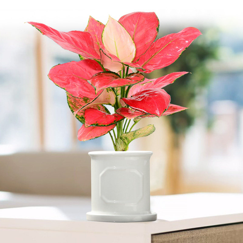 植物妙点客厅观绿植叶绿植花卉室内如意红花吉利绿植