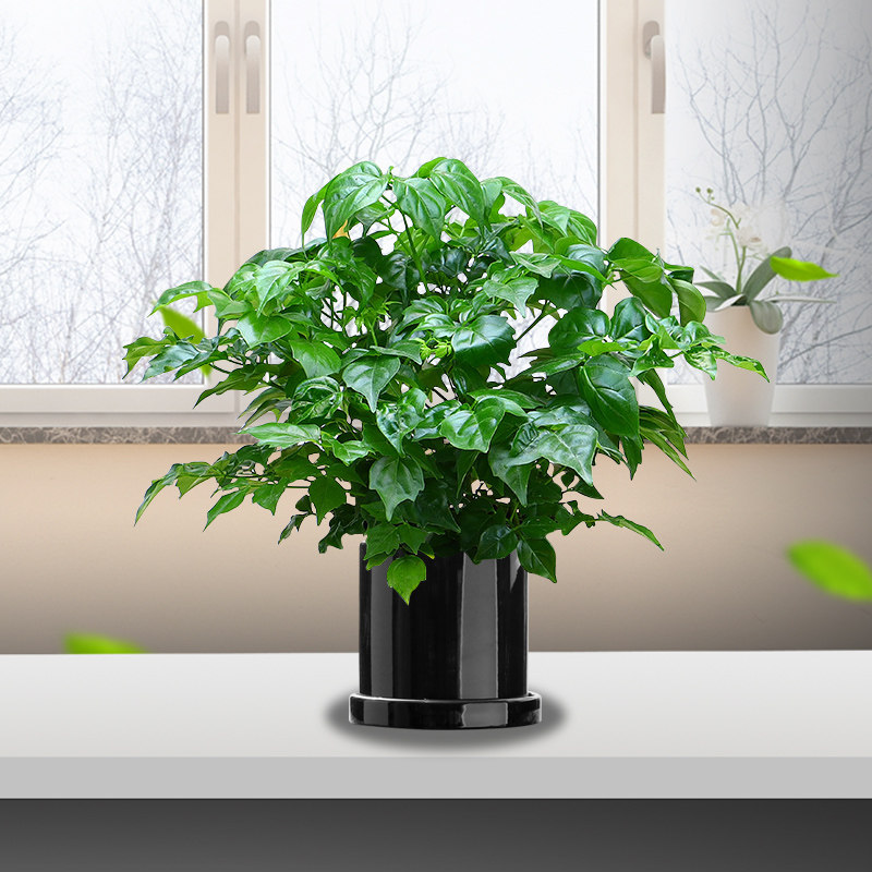 妙点幸福树小型盆栽客厅办公室室内植物净化空气绿植绿植