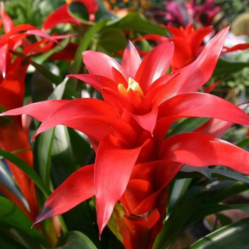 大型鸿运当头盆栽凤梨植物年宵花卉室内绿植办公室大型绿植