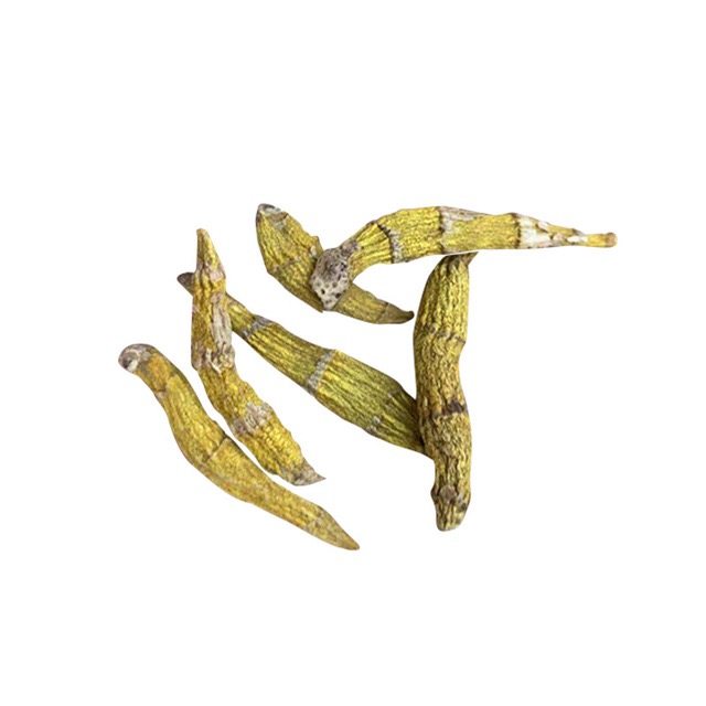 石斛老挝虎牙深山野外铁皮食用丁条芽孢米斛条石斛