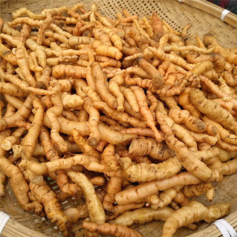 野生新鲜地黄地髓生地怀庆地酒壶花山烟根地干地黄大生地500g包邮