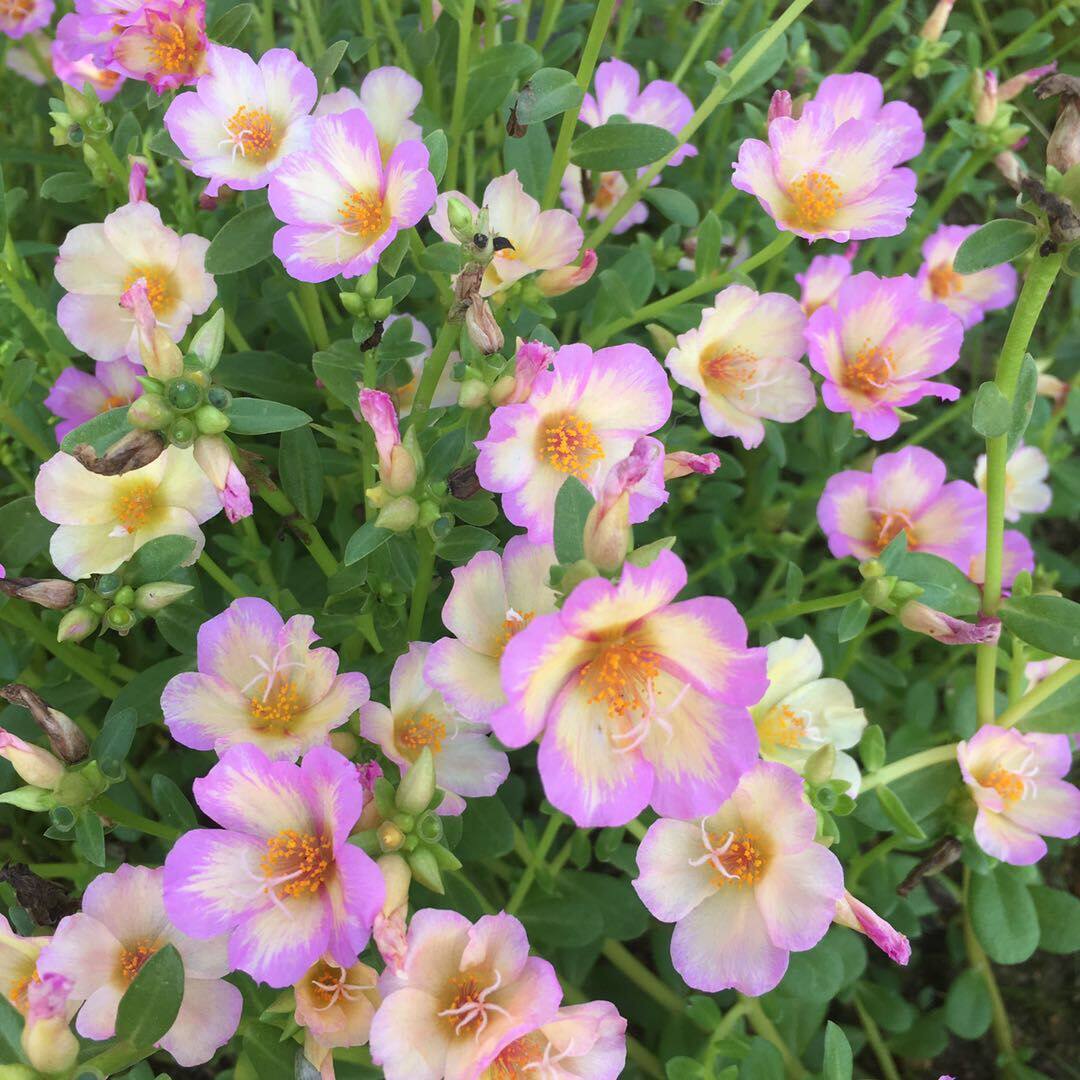 盆栽宿根新品混色阔叶单瓣太阳太阳花花苗死不花卉