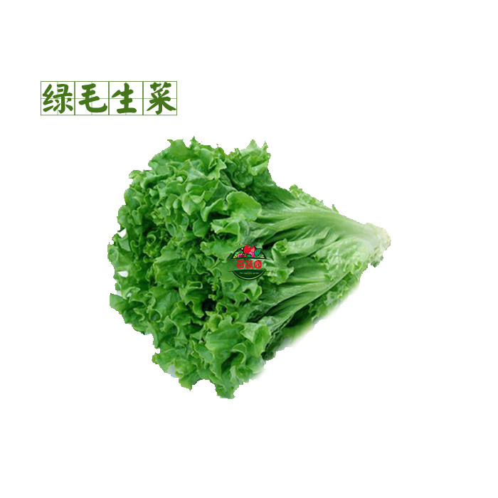 新鲜蔬菜 散叶 绿毛生菜 花叶生菜 绿珊瑚 健身沙拉菜图片