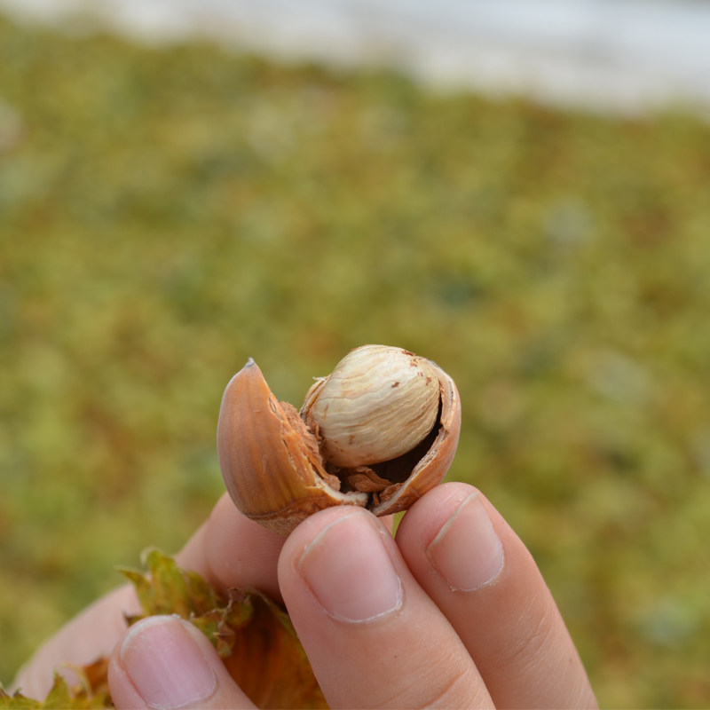 现货新鲜榛子湿榛子包邮大榛子东北水仁带绿皮新货野生榛子500g