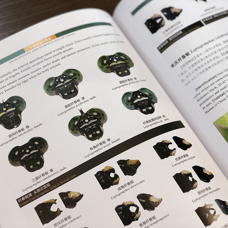 中国蜻蜓图鉴张浩淼浩淼9787568910378重庆大学出版社昆虫