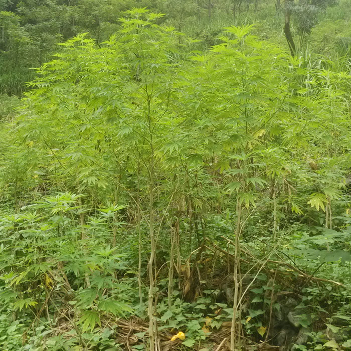 广西巴马麻叶 晒干叶子 野生植物火麻叶 山里火麻叶