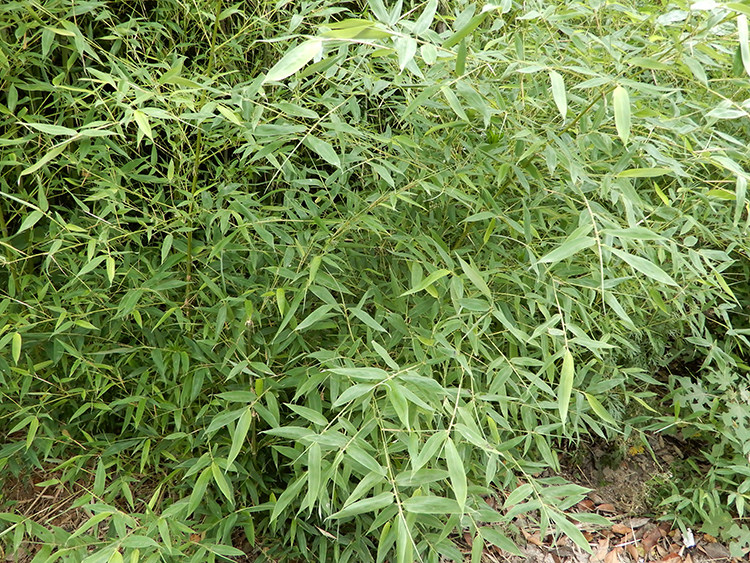 新鲜竹子叶竹叶竹叶尖竹枝条草药材竹叶茶竹子竹竿根茎现采现发