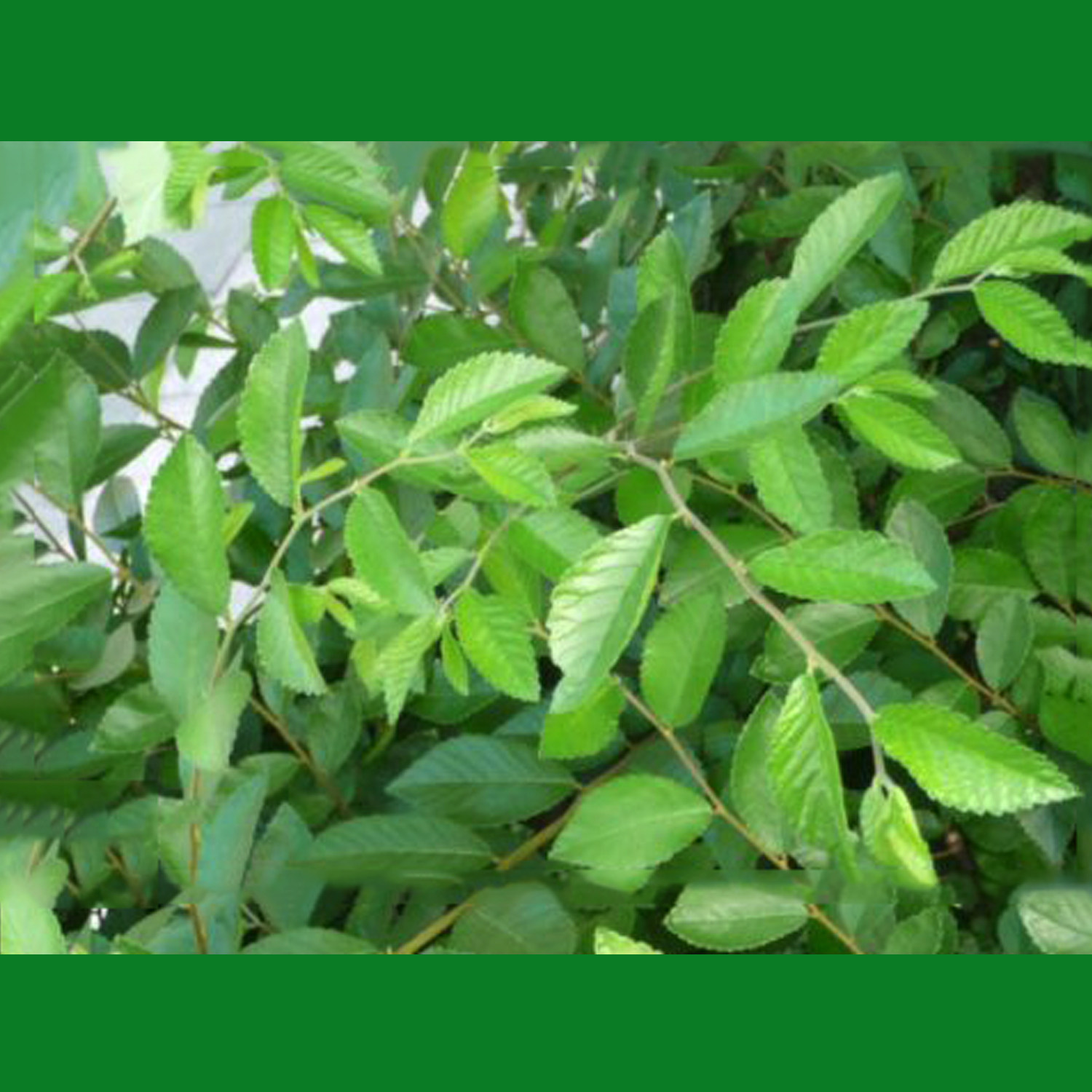 新鲜晒干榆树树叶嫩榆叶茶清火非榆钱叶500g包邮其他药食同源食品