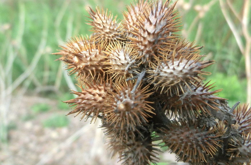 2022年野生苍耳中药材139元2斤包邮无添加毛苍泡脚其他药食同源食品