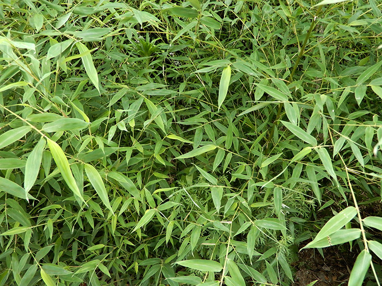 新鲜竹子叶竹叶竹叶尖竹枝条草药材竹叶茶竹子竹竿根茎现采现发