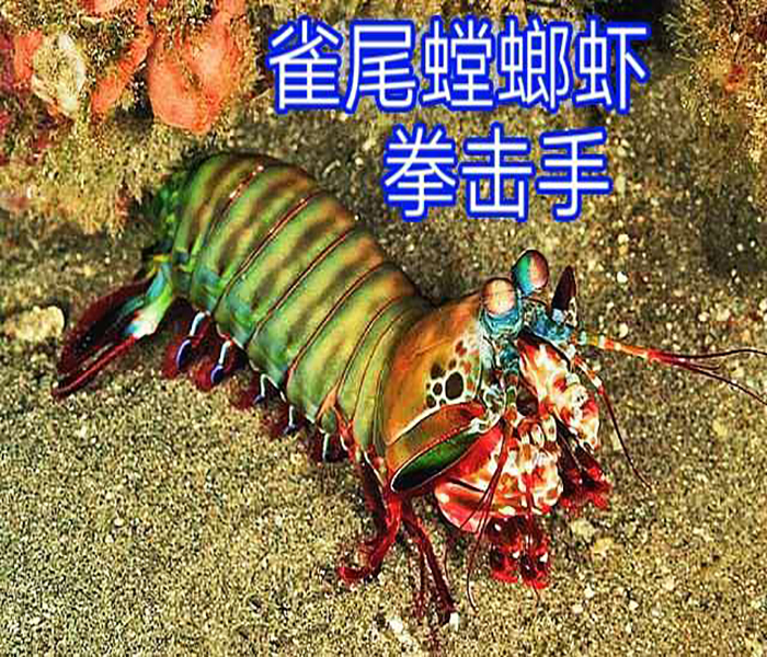 雀尾螳螂凶猛虾类海水鱼缸观赏活体包活顺丰虾