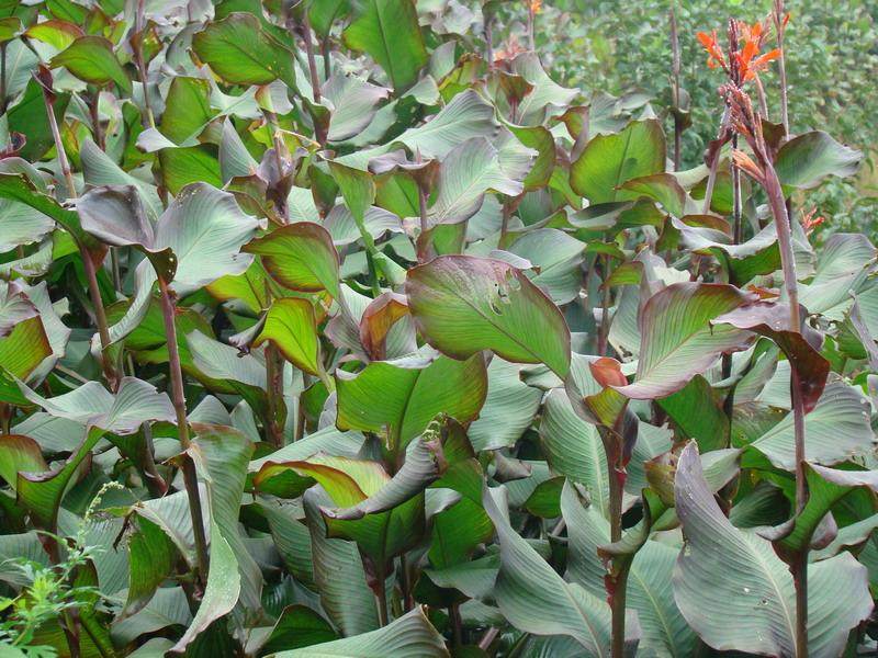 1斤包邮广东省农家野生冬雪雪粉蕉芋淀粉生粉其它干货