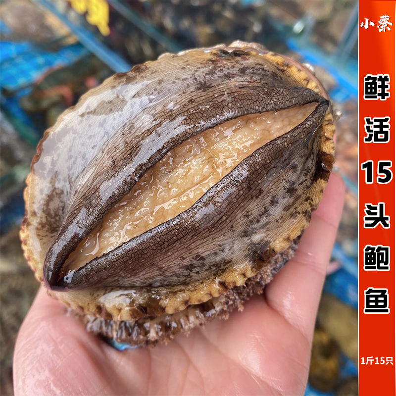 鲍鱼鲜活15头海鲜水产贝类煲汤九孔超大野生鲍鱼