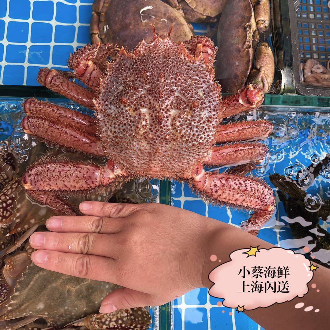 鲜活红毛蟹进口野生海鲜水产活大红毛蟹帝王蟹板蟹长脚蟹2斤1只