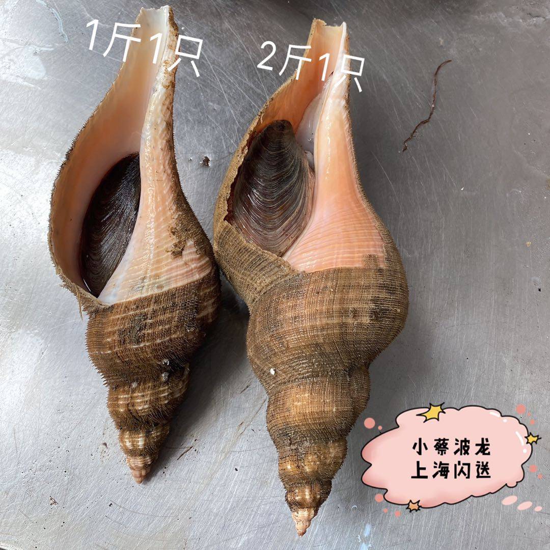 鲜活响螺海鲜水产贝类大海海螺潮汕超大响螺片青口贝