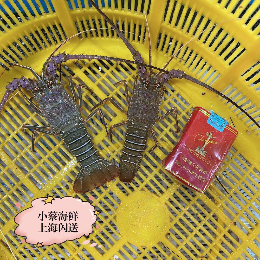 龙虾青龙鲜活西非海鲜水产小青小青龙澳洲澳洲龙活虾