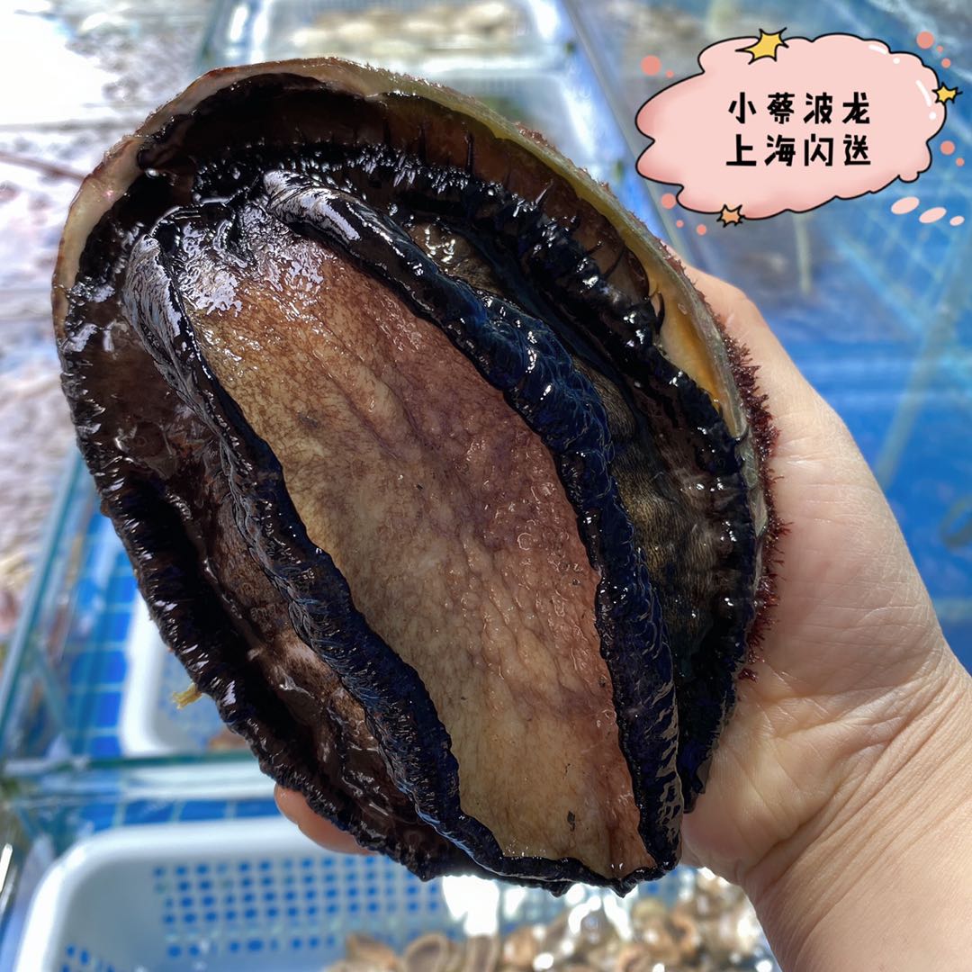 鲍鱼鲜活澳鲍进口澳洲超特特大新西兰黑金海鲜鲍鱼