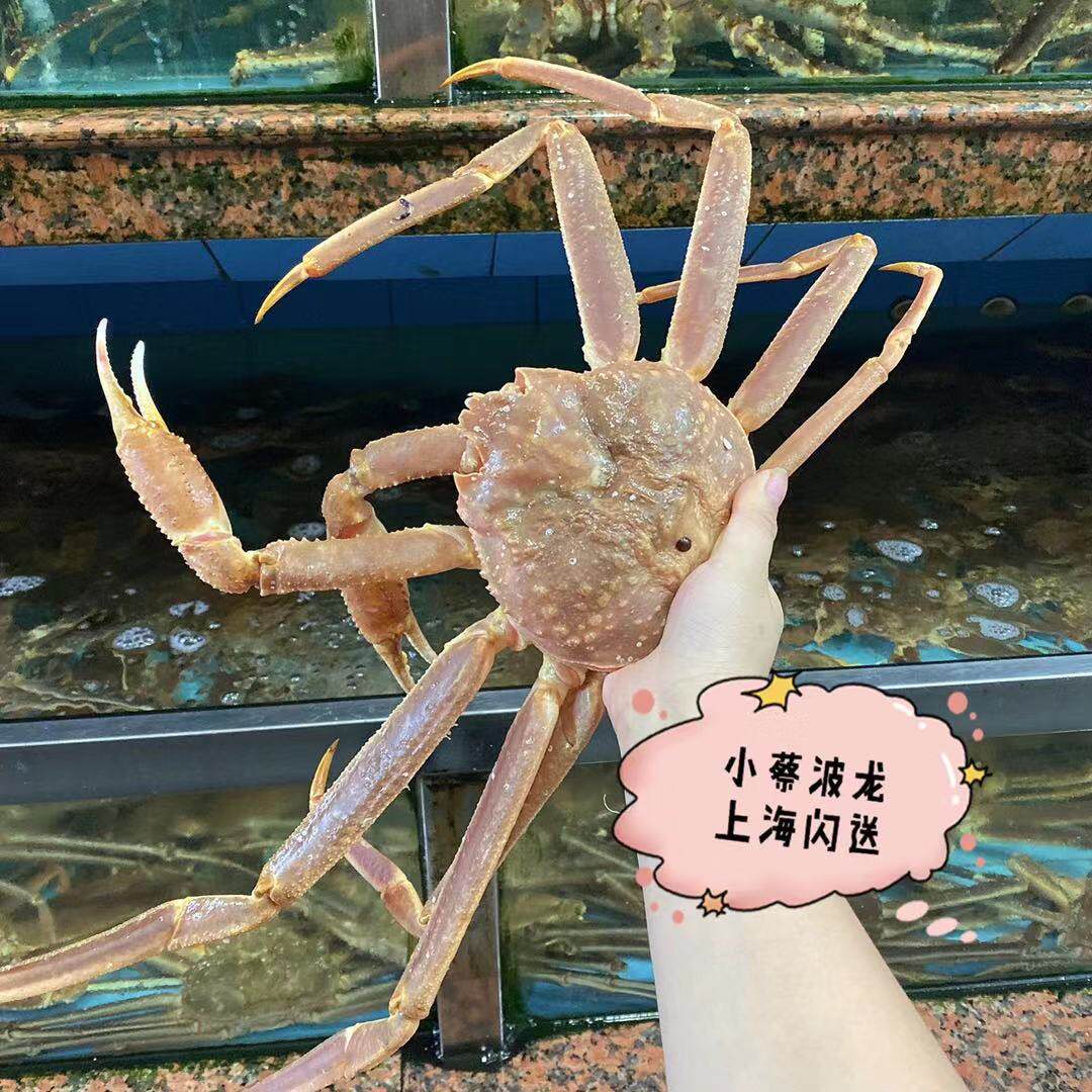 鲜活长脚野生进口海鲜水产帝王珍宝蟹雪蟹板帝王蟹
