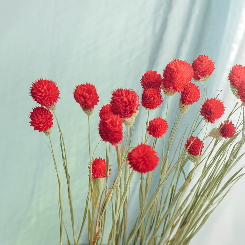 云南千日红干花花束混合式田园风格服装店装饰橱窗干花