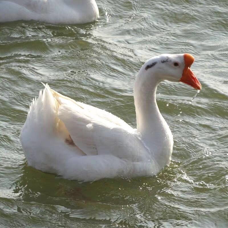 6斤包邮农家散养1年新鲜大鹅鹅肉大白鹅整只冷冻现杀土鹅笨鹅草鹅