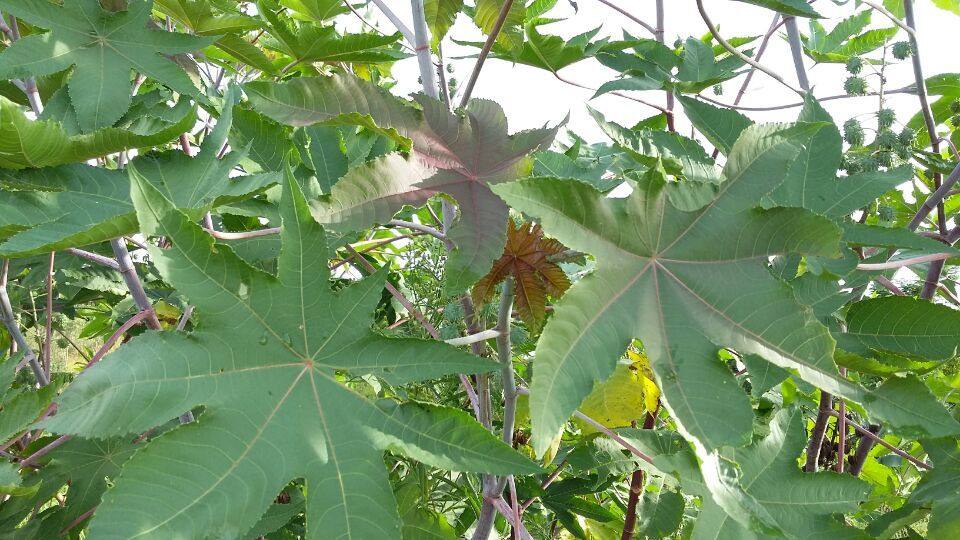 新鲜蓖麻叶大麻子叶篦麻叶牛蓖草麻八麻子籽天然祛毒通痹民间偏方