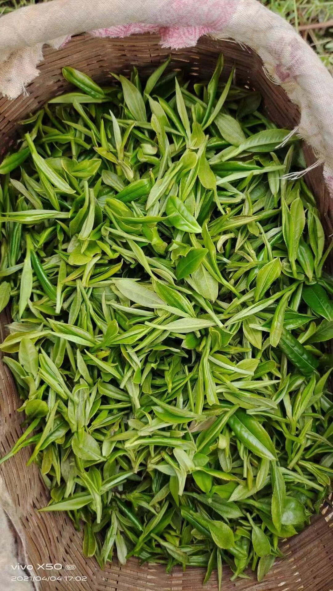 2023新茶春茶湖北高山绿茶十堰茗茶竹溪贡芽特色产区绿茶
