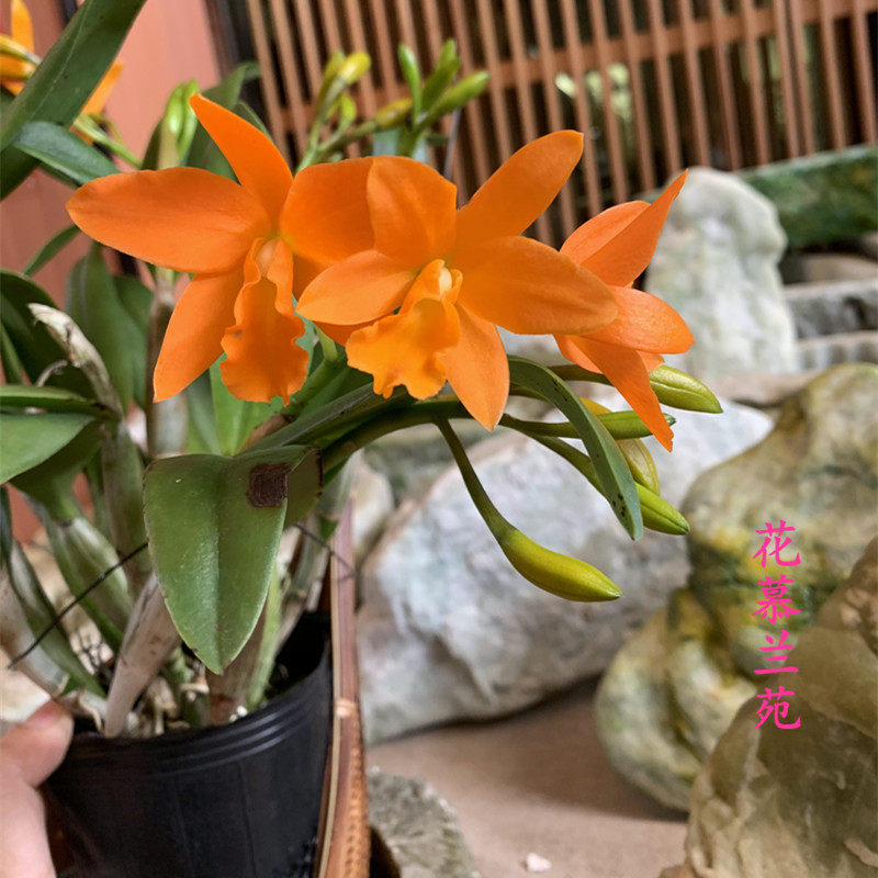 花慕兰苑精品洋兰卡特卡特兰兰多花苞矮种红苹果圣诞时令草本花卉