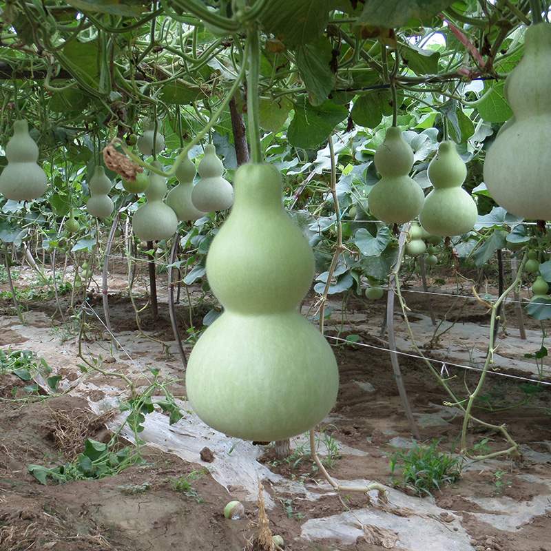 春季 四季种子类别 :蔬菜种子 观果种子 垂吊花卉植物品种 :葫芦开花