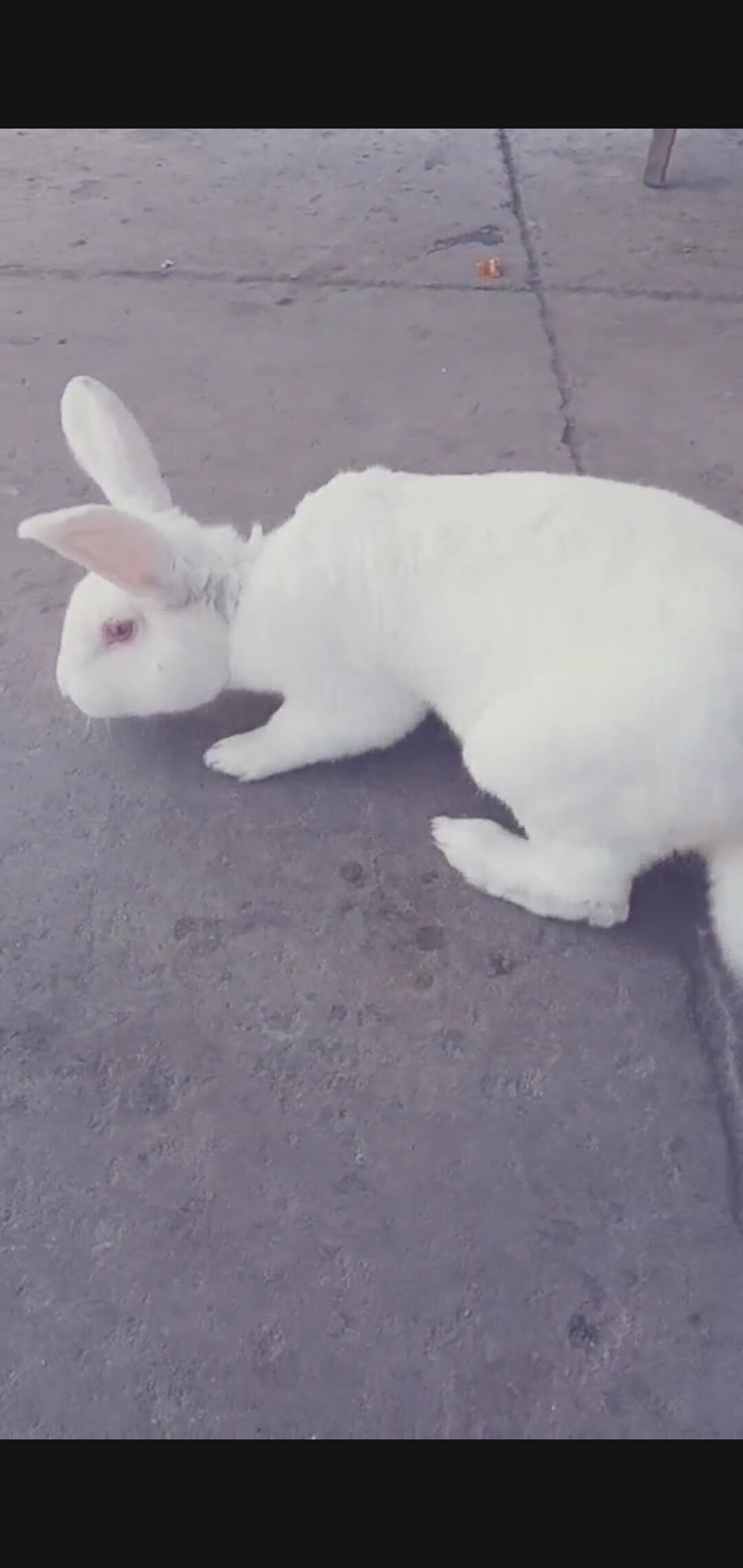 家养新西兰大白兔活体3斤多成成年巨型花肉运输兔