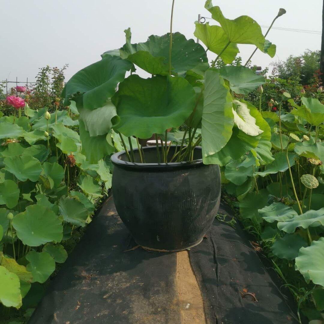 包邮土陶鱼缸睡莲养荷盆大号1米黑陶无釉造景桌面缸