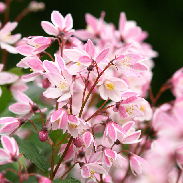 盆栽溲疏雪绒花樱花花卉栽花灌木阳台室内庭院时令草本花卉