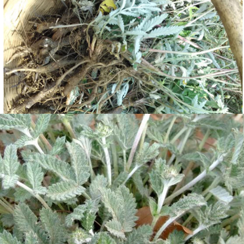 翻白原材料现货免煎100g浓缩白草植物提取物提取饲料添加剂