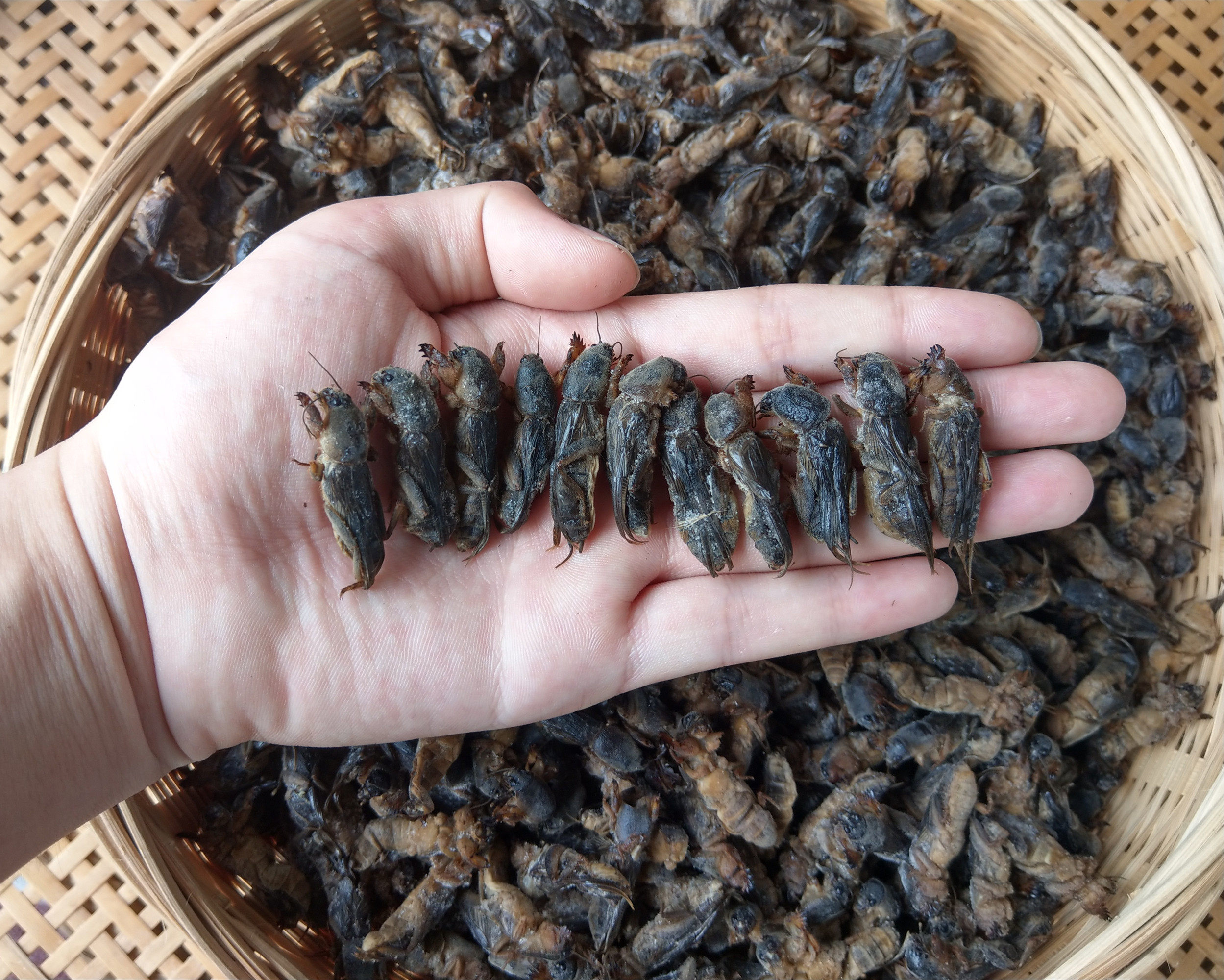 1斤新鲜速冻精选蝼蛄蝲蝲蛄土狗土狗仔食用昆虫2斤顺丰 包邮 满5送1 -