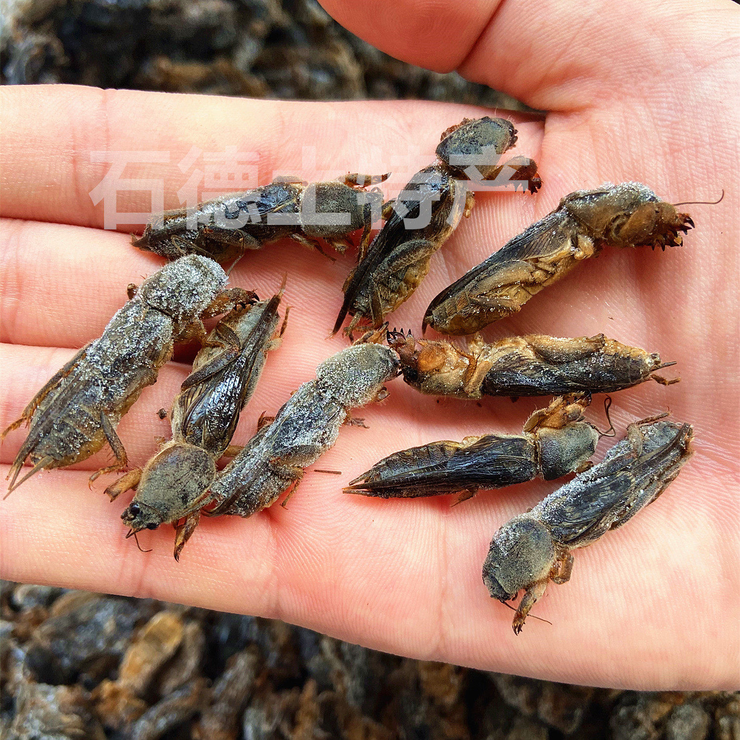 土狗1斤昆虫包邮满顺丰2斤食用新鲜蝲蝲蝼蛄其它生肉制品