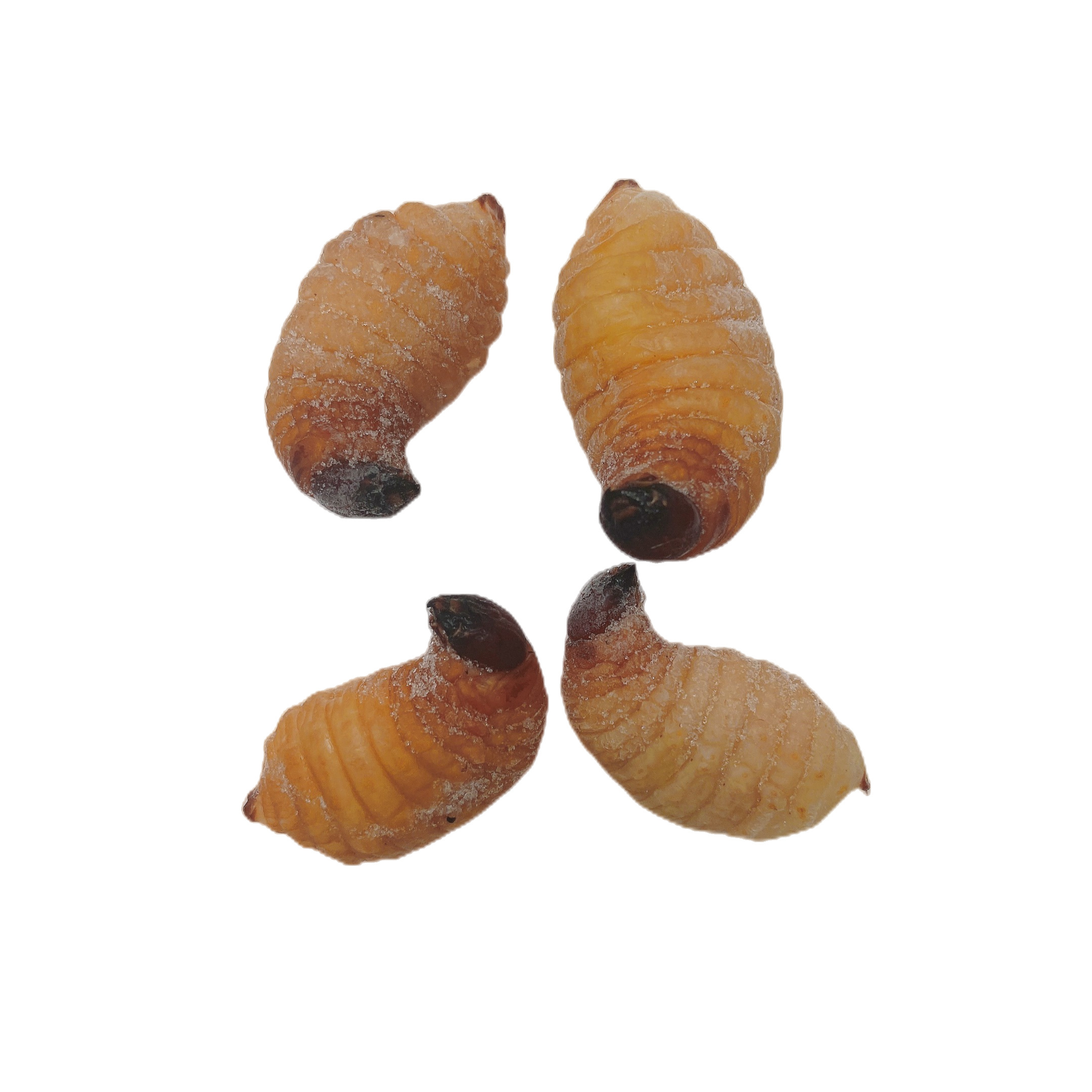 速冻1斤食用大竹竹笋虫竹蛹大竹蛆笋蛆笋子其它生肉制品