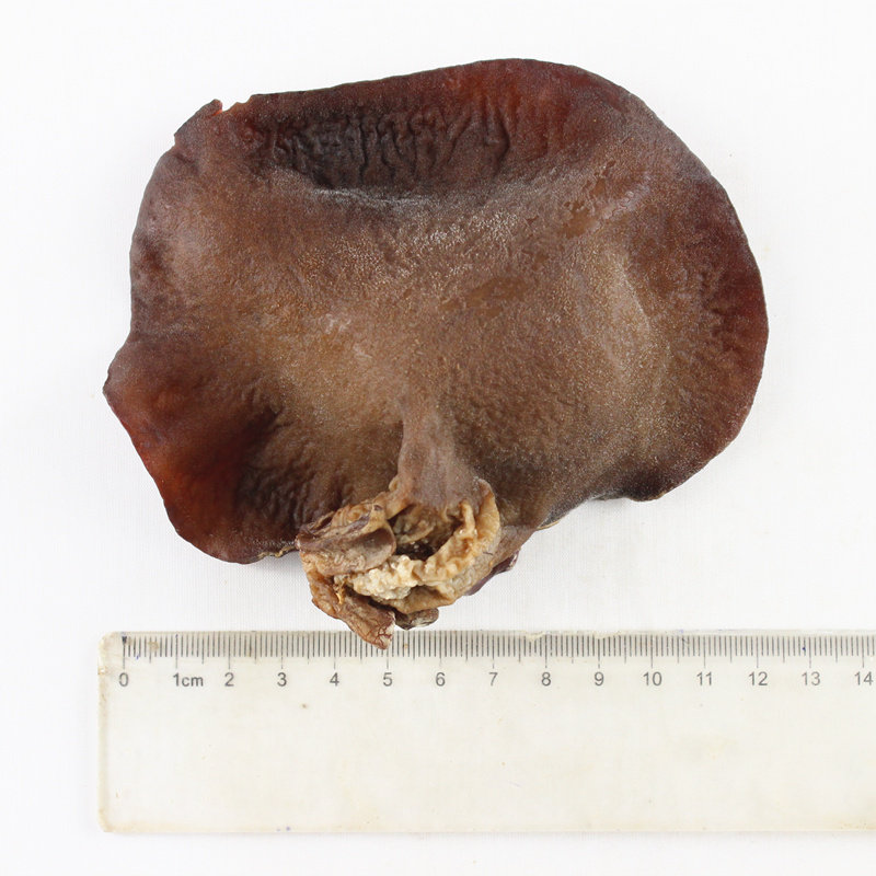 毛木耳头茬白背木耳大黑木耳白背大木耳干货250g 纯野生东北特产