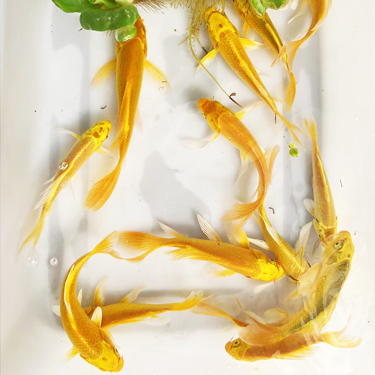 锦鲤鱼苗黄金红草金好养龙龙凤风水小鱼淡水鱼