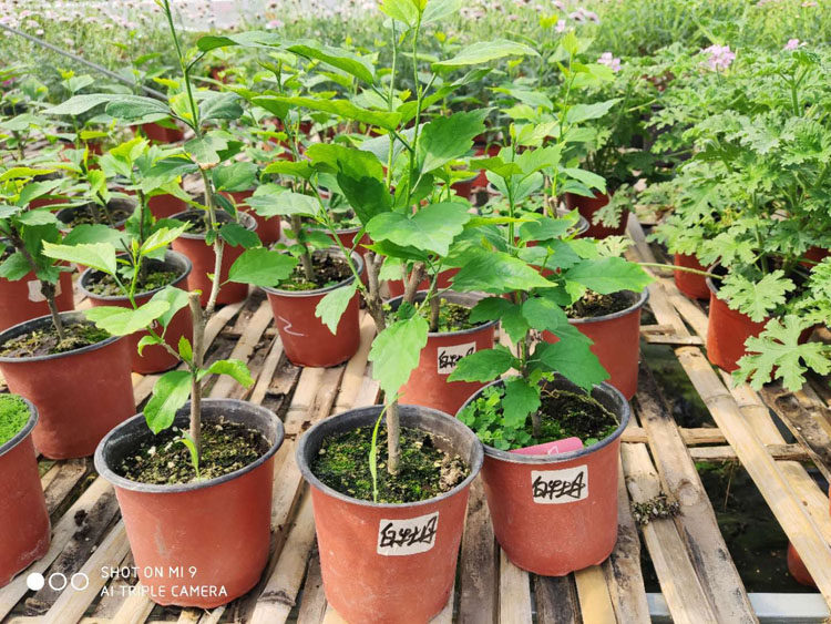 木槿粉色花苗大木盆栽大苗阳台庭院花卉