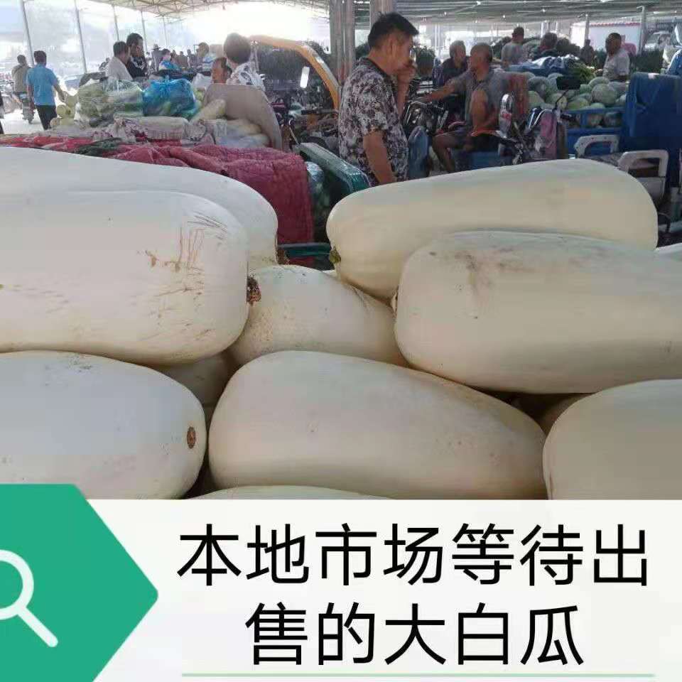 蔬菜南瓜白南瓜吊瓜包子干瓜笋瓜北瓜时令白玉南瓜