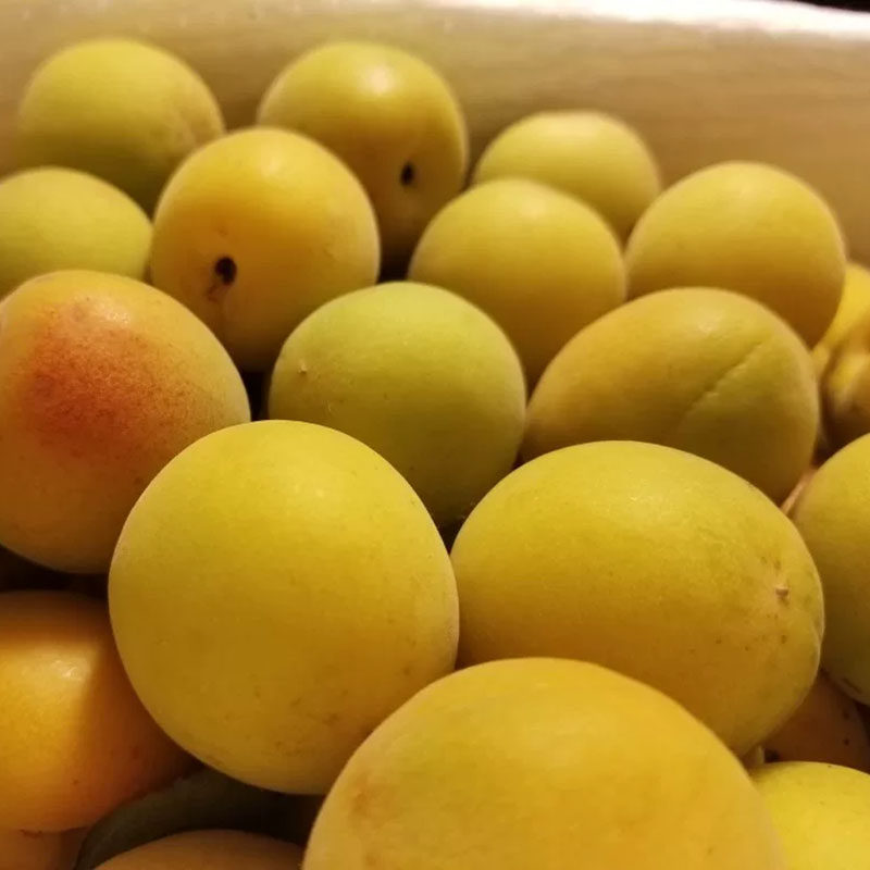 云南黄梅新鲜散装完熟青梅果现野生酸梅梅子其它