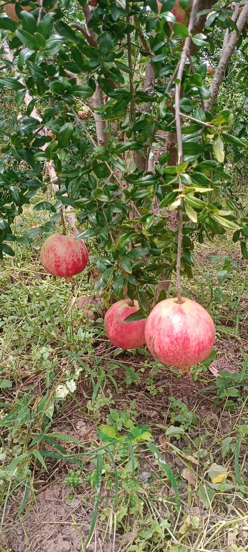 石榴中秋王中秋果果中小小果金雁种植自家盐水石榴