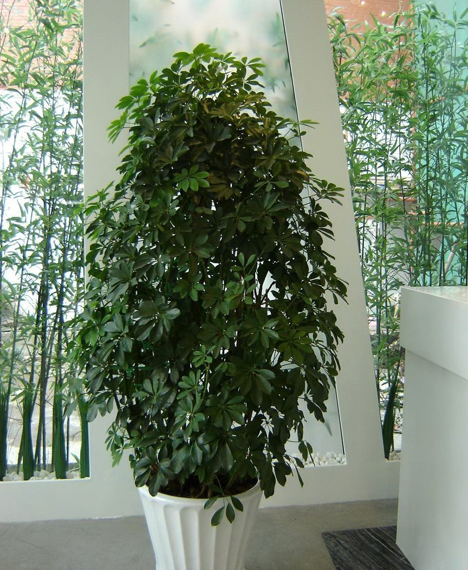 盆栽绿植鸭爪木苗小叶伞树鸭脚木矮伞七叶莲鹅掌绿植