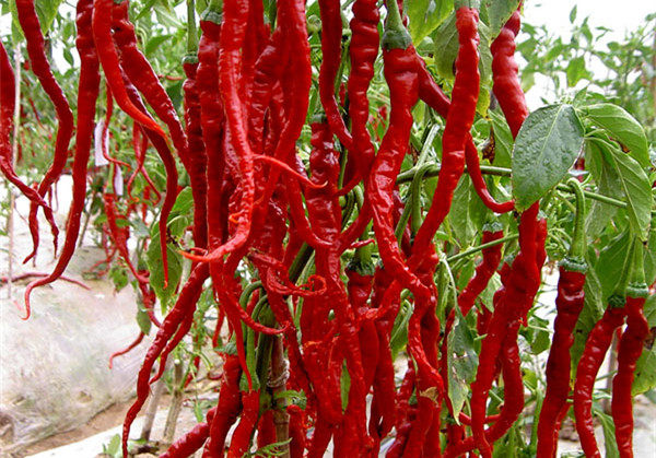 新疆线椒500克包邮大盘辣子沙湾安集海干红红辣椒辣椒类调料