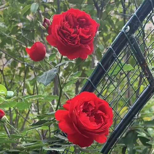 爬藤月季佛罗伦蒂娜花卉阳台窗台攀援庭院多季时令草本花卉